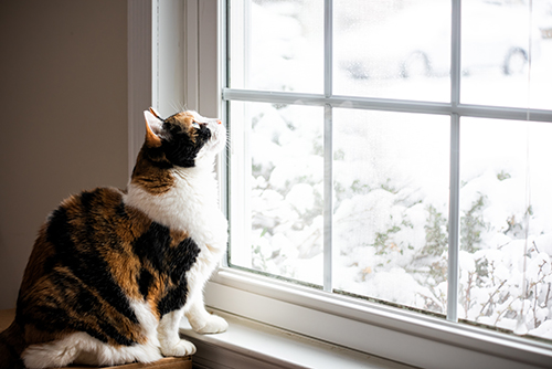 Cat Looking Out of a window in winter